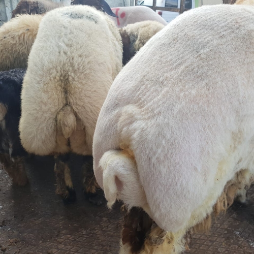 Delta Wilmart Ukraine - Cattle