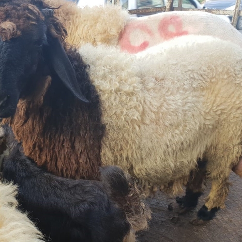 Delta Wilmart Ukraine - Cattle
