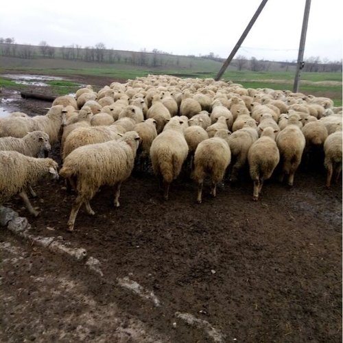 Delta Wilmart Ukraine - Cattle