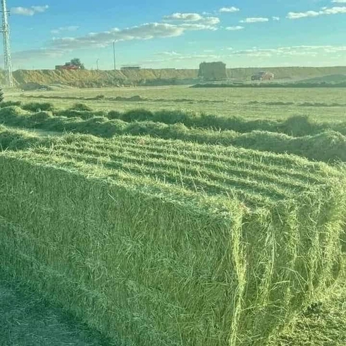 Delta Wilmart Ukraine - Alfalfa