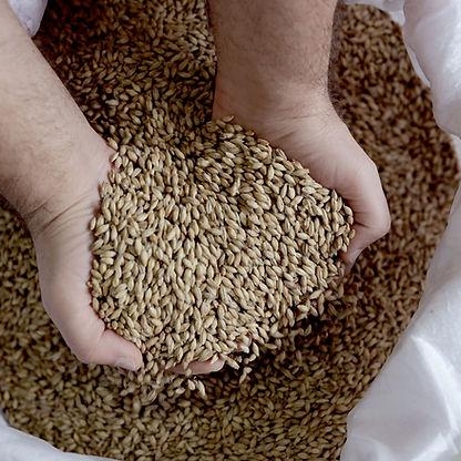 Delta Wilmart Ukraine - Animal Feed Barley