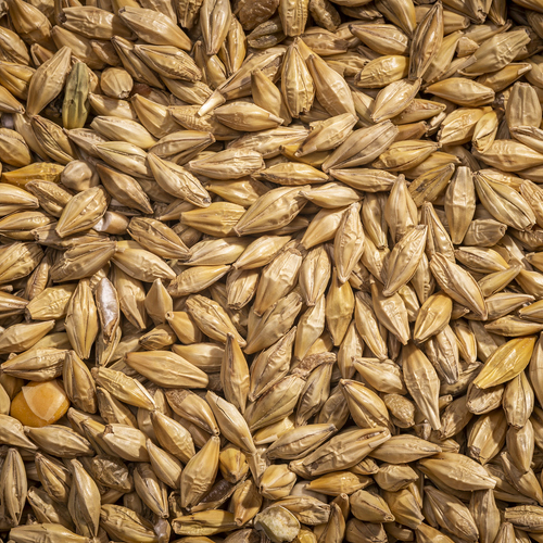 Delta Wilmart Ukraine - BARLEY