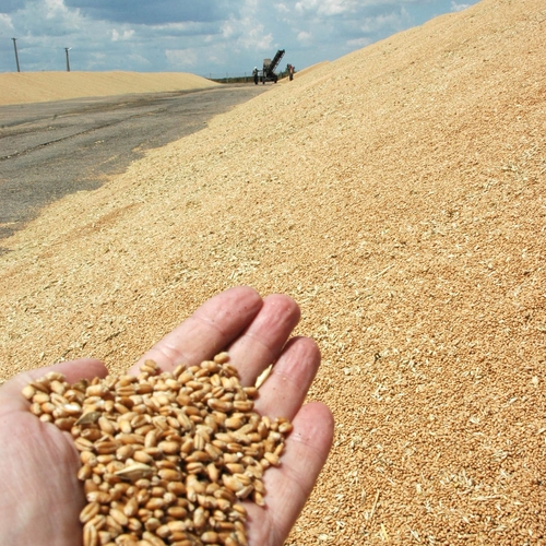 Delta Wilmart Ukraine - WHEAT GRAIN