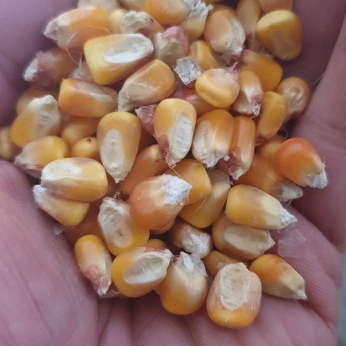 Delta Wilmart Ukraine - YELLOW CORN