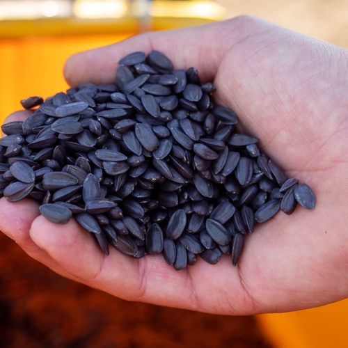 Delta Wilmart Ukraine - Sunflower Seeds
