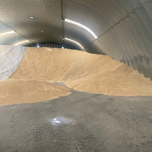 Delta Wilmart Ukraine - YELLOW CORN