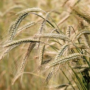 Delta Wilmart Ukraine - BARLEY